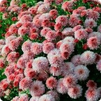 Басни Посохова для женщин