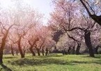 А.Посохов "Проза любви"